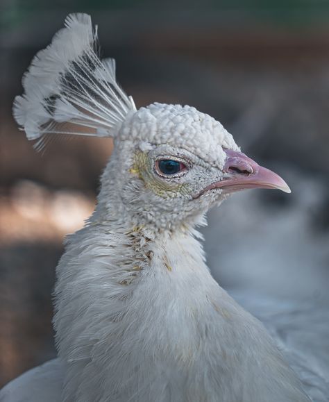 Peacock Albino, Picoke Bird Photo, Picoke Bird, Albino Peacock, Peacock And Peahen, Wild Chicken, Rare Albino Animals, Bird Peacock, Reference Ideas