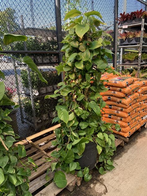 large pothos climbing up a wooden pole Large Pothos Plant, Pothos Moss Pole, Climbing Pothos, Pothos Climbing Ideas, Pothos Climbing, Pole At Home, Tall House Plants, Potting Ideas, Pothos Plant Care