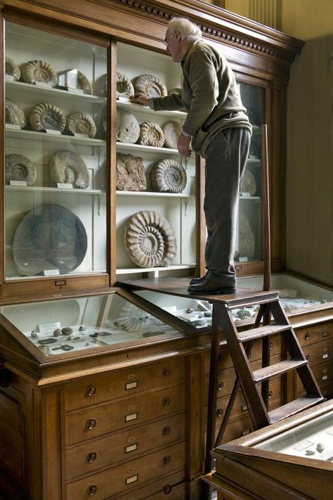 Home Museum Room, Archeologist Room, Fossil Collection Display, Anthropologist Aesthetic, Paleontology Aesthetic, Museum Furniture, Museum Decor, Fossil Display, Archeology Museum