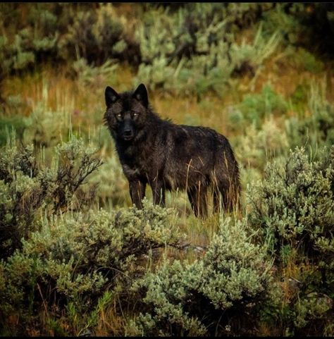 Captain Fordo, Black Wolves, Wolf Hybrid, Wolf Photos, Timber Wolf, Wolf Pictures, Beautiful Wolves, Pretty Dogs, Black Wolf