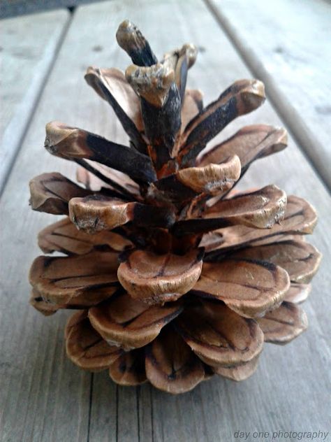 Day One Photography: Pinecone photo by #FredaMans Form Photography Element, Natural Forms Reference, Natural Forms Gcse Photography, Pine Cone Photography, Structure In Nature, Plants Reference Photos, Natural Form Photography, Organic Forms In Nature, Nature Reference Photos