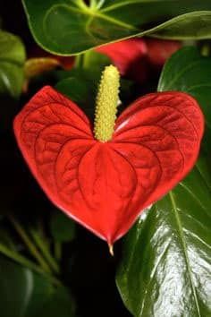 These Beautiful Natural Hearts Found around the Globe Will Put a Smile on Your Face 2 Heart Shaped Flowers, Anthurium Plant, Heart In Nature, Romantic Holiday, Heart Pictures, Picture This, Flower Beauty, Types Of Flowers, Wild Hearts