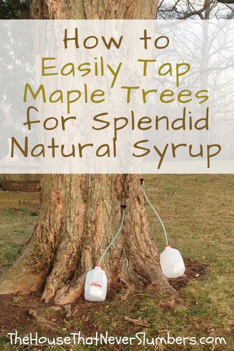 Tapping Maple Trees, Maple Trees, Survival Food, Maple Tree, Survival Prepping, Outdoor Survival, Survival Tips, Emergency Preparedness, Survival Kit