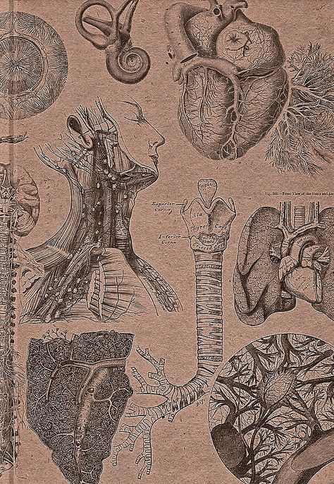 Organs Aesthetic Wallpaper, Brown Medical Aesthetic, Doctor Brown Aesthetic, Ejen Zass, Vintage Medical Art, Brown Stuff, Doctor Jewelry, Phone Makeover, Anatomy Aesthetic