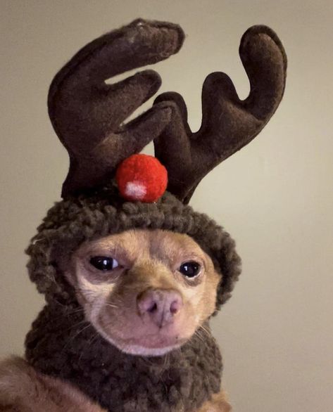 Funny Christmas Animals, Dog Christmas Pictures, Funny Dog Faces, Christmas Memes, Pets Cute, Funny Animal Photos, Dog Branding, Chihuahua Love, Monkeys Funny