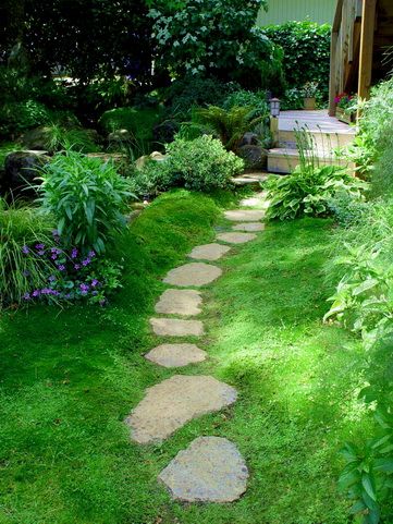 Stepable plants for pathways, rock walls and other ground cover ideas.  These Stepables are amazing for your yard and landscape. Sagina Subulata, Moss Lawn, Sheet Moss, Irish Moss, Garden Stepping Stones, Stone Walkway, Garden Walkway, Moss Garden, Stone Path