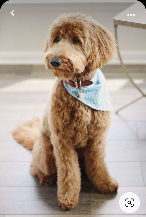 Goldendoodle Grooming Styles Teddy Bears, Doodle Haircuts, Labradoodle Haircut, Labradoodle Grooming, Goldendoodle Haircuts, Happy Birthday George, Goldendoodle Grooming, Puppy Haircut, Dog Grooming Styles