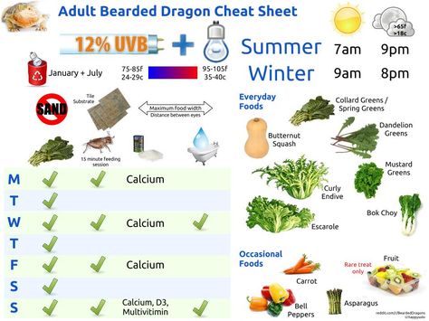 Bearded Dragon Cheat Sheets - Imgur Bearded Dragon Diy, Bearded Dragon Terrarium, Bearded Dragon Enclosure, Bearded Dragon Funny, Bearded Dragon Cage, Bearded Dragon Food, Bearded Dragon Habitat, Bearded Dragon Diet, Baby Bearded Dragon