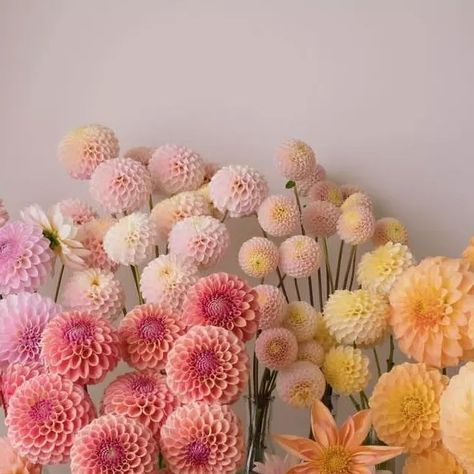 Dahlia Society on Instagram: "Swipe to see each variety name 😊 & tell me which one is your most favourite.  . . Credit : @blushingbloomsto . . . #dahlia #dahlias #dahliagarden #dahliaseason #dahliaflower #dahliaflowers  #dahliasommar #dahliatattoo #garden #gardening #gardenlife #gardeninspiration #gardenlover #dahliaphotography #iisdahlia #dahlia_kingdom #floral #dahlialove #dahliasofinstagram #dahliapiercings  #dahlialovers #deardahlia #flowerfarm #floweraddict" February Flowers In Season, Woodstock Wedding, Dahlia Wedding Bouquets, Weaving Wall Decor, Survive Winter, Dear Mama, Light Spring Colors, Dahlias Wedding, Moore House