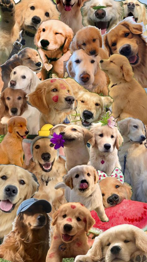 Golden Retriever Wallpaper, Dollars Money Wallpaper, Dollars Money, Random Animals, Cute Doggos, Money Wallpaper, Cute Dog Wallpaper, Puppy Wallpaper, Cute Laptop Wallpaper