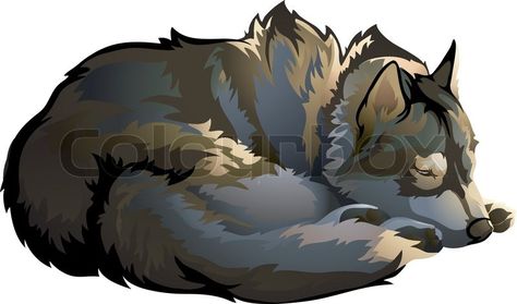 Sleeping Wolf Illustration, Wolf Sleeping Drawing, Anime Husky, Pose Perspective, Wolf Sketches, Drawing Sleeping, Sleeping Wolf, Wolf Vector, Sleeping Drawing