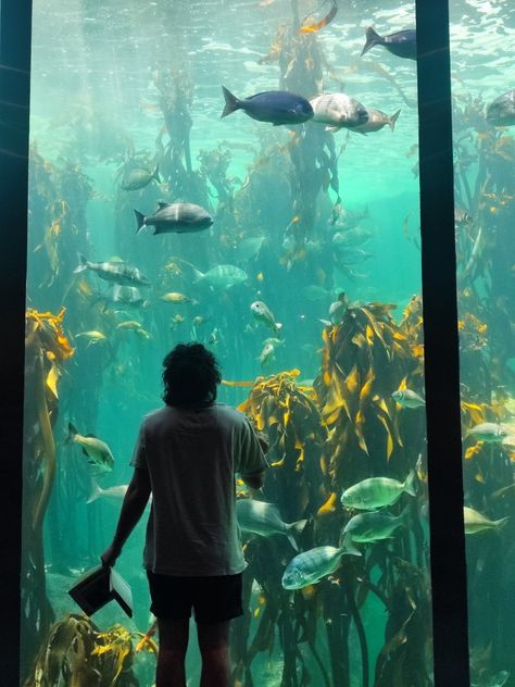 Solution of a boy holiday a notebook standing in front of a large aquarium fish tank Cape Town South Africa, Cape Town, South Africa, Cape