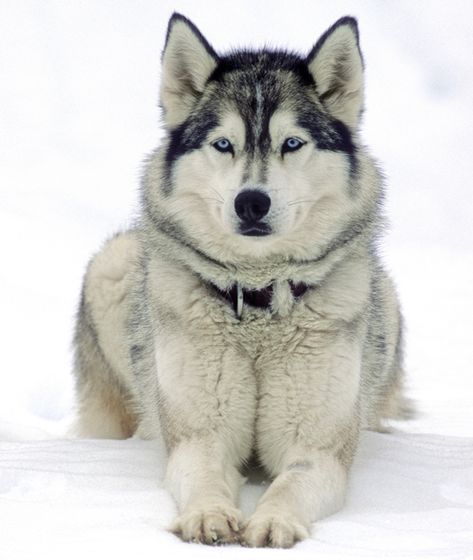 10 Cool Facts About Siberian Huskies Husky Humor, Siberian Husky Funny, Alaskan Husky, Husky Funny, Husky Lover, Siberian Husky Dog, Husky Mix, Dog Quotes Funny, Snow Dogs