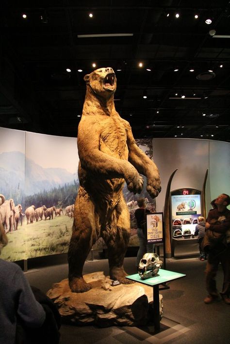 Short Faced Bear, American Lion, Carnivorous Animals, Bear Skull, Kodiak Bear, Animal Taxidermy, Chicago Museums, Dire Wolf, Prehistoric Animals