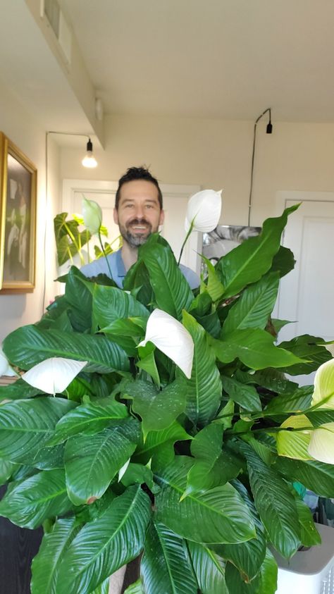 Mr. Houseplant with a large peace lily with 17 flowers Indoor Lily Plant, Peace Lilies Indoor, Large Peace Lily Indoor, Peace Lilly Plants Care, Giant Peace Lily, Peace Lily Indoor, Peace Lily Plant Care, Lilly Plants, Peace Lily Flower