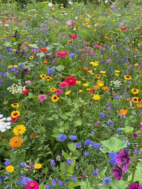 Wildflowers Photography, Inspiring Places, Wild Flower Meadow, Romantic Vibes, Air Plant Terrarium, Nothing But Flowers, Garden Park, Summer Mood, Blue Cat