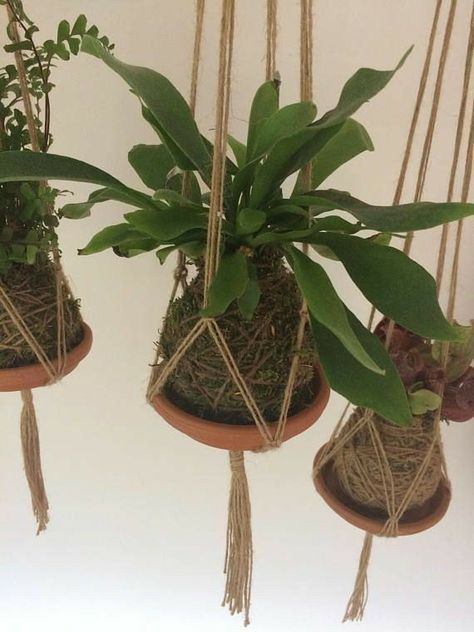 Kokedamas Ideas, String Garden, Moss Ball, Moss Balls, House Plants Decor, Macrame Plant Hangers, Hanging Garden, Deco Floral, House Plants Indoor