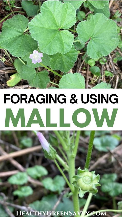 Did you know that common mallow is a valuable edible wild plant? Also known as cheeseweed, mallow (Malva neglecta) also has medicinal properties. This useful and tasty plant may already be growing in your garden. Here's what to know about foraging and using mallow's leaves, flowers, fruits, and roots. | foraging guides | edible wild plants | plant identification | summer foraging | Common Mallow, Medicinal Wild Plants, Mallow Plant, Wild Foraging, Wild Geranium, Wild Food Foraging, Seasonal Eating, Foraging Recipes, Medicinal Herbs Garden