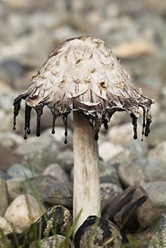 My favorite type of mushroom ❤🍄 Duck Reference, Ink Cap Mushroom, Inky Cap Mushroom, Moss Mushroom, Hay Meadow, Dnd Druid, Mushroom Wall Art, Mushroom Girl, Botany Art