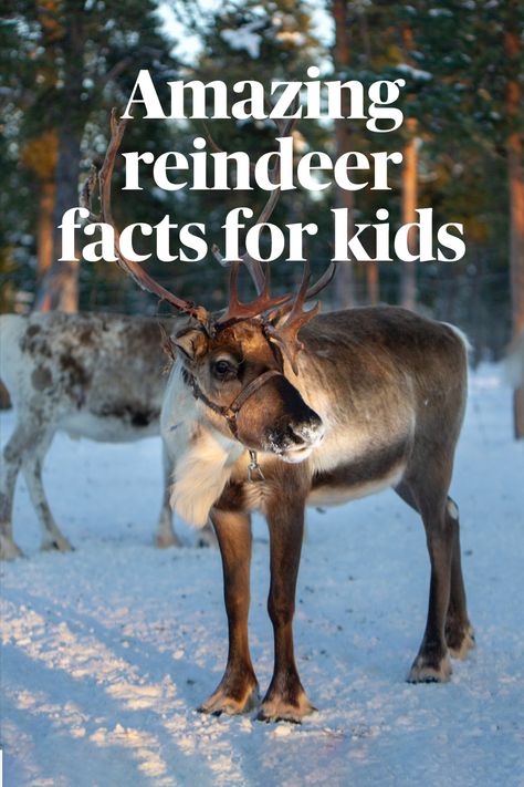 Reindeer Facts For Kids, Endangered Species Activities, Reindeer Facts, Weird Animal Facts, Reindeer Farm, Reindeer Pet, Animal Facts Interesting, Animal Facts For Kids, Wildlife Facts