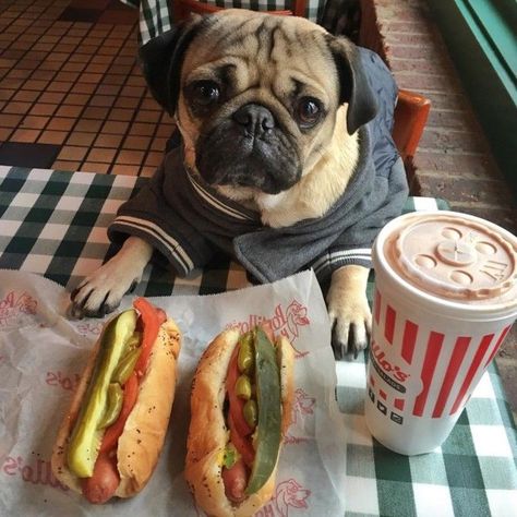 25 Times Doug the Pug Accurately Described Your Relationship With Food Black Pug Puppies, Doug The Pug, Baby Pugs, Basic Dog Training, Relationship With Food, Boston Terrier Puppy, Black Pug, A Pug, The Pug