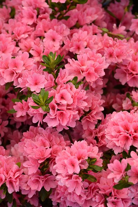 Pine Garden, Azaleas Garden, Azalea Flower, Coral Bells, Fall Living Room, Pink Azaleas, Meteor Garden 2018, Flower Therapy, Flowering Shrubs