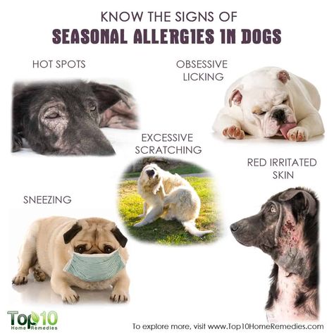 know the signs of seasonal allergies in dogs Allergies In Dogs, Dog Skin Allergies, Seasonal Allergy Symptoms, Dog Hot Spots, Home Remedies For Allergies, Top 10 Home Remedies, Dog Top, Dog Nutrition, Seasonal Allergies