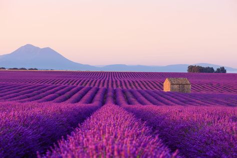 Vaucluse - Champs de lavande Fly Geyser, Landscape Horizontal, Rainbow Mountain, Colorful Places, Rural House, Hidden Beach, Beaux Villages, Seaside Towns, Lavender Fields