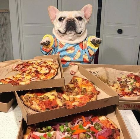 Pizza Meme, Animal Photography Dogs, Pizza Branding, Four A Pizza, Pizza Art, Really Cute Puppies, Pizza Funny, Cute Dog Pictures, Cat Artwork