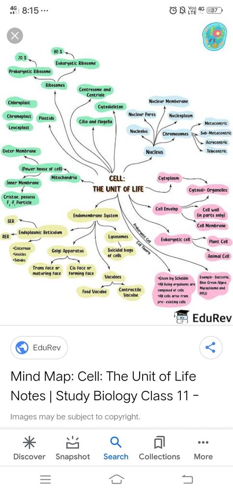 Biology Class 12 Mind Maps, Cell The Unit Of Life Mind Map, Mind Map Biology Class 11, Cell Cycle And Cell Division Mind Map, Botany Notes, Endomembrane System, Biology Class 12, Biology Class 11, Neet Biology