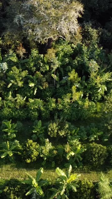 Byron - Food Forest Gangster 🏴‍☠️ on Instagram: "Food Forest Design - The art of healing landscapes while reducing your grocery bill 💸🌳 It’s incredible how quickly the land will transform with the right approach 🤝🌿 Workshop happening in Coromandel April 1-2 …DM “coromandel” for info 📩 #newzealand #nz #foodforest #agroforestry #coromandel #whangamata #whitianga #permaculture #regenerative #syntropic" Syntropic Agroforestry, Subtropical Forest, Forest Farming, Food Forest Design, Art Of Healing, Permaculture Principles, Forest Designs, Tropical Food, Dream Farm