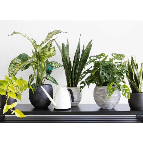 Our homes are filled with devices and appliances that generate EMF radiation. In this guide, we’ll identify the best plants for absorbing radiation. Emf Radiation, Best Plants, Kids Glasses, Red Light Therapy, Cold Therapy, Light Therapy, Cool Plants, Shop Lighting, Light Red