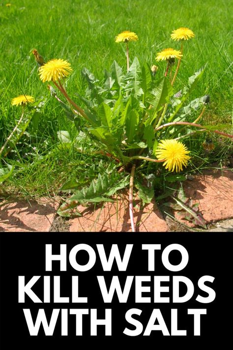 Salt To Kill Weeds, Kill Weeds, Answer This Question, Garden Weeds, When It Rains, Cool Plants, Soil, Lawn, Salt