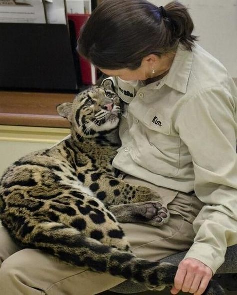 Wildlife Biologist, Leopard Cub, Clouded Leopard, Cheetahs, Beautiful Cats, 귀여운 동물, Animals Friends, Big Cats, Crazy Cats