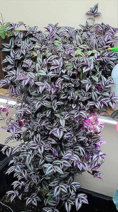 Amazon.com : paperhome Wandering Jew - Tradescantia Zebrina - Inch P.Lant 9 Pcs C.uttings Silver Purple Burgundy : Patio, Lawn & Garden Wondering Jew Plant, Wondering Jew, Housing Decor, Tradescantia Zebrina, Wandering Jew Plant, Garden Paradise, Goth Garden, Wandering Jew, Hanging Succulents