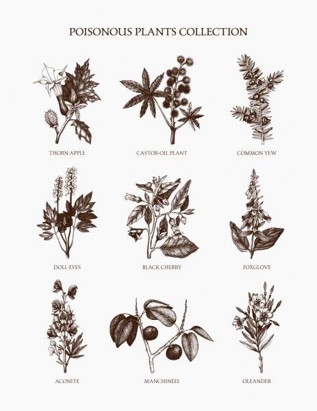 Deadly Flowers Aesthetic, Poisonous Plants Drawing, Poison Plants Illustration, Poisonous Botanical Illustration, Deadly Flowers Drawing, Poison Flower Tattoo, Poisonous Flowers Drawing, Gothic Garden Tattoo, Homesteading Tattoo