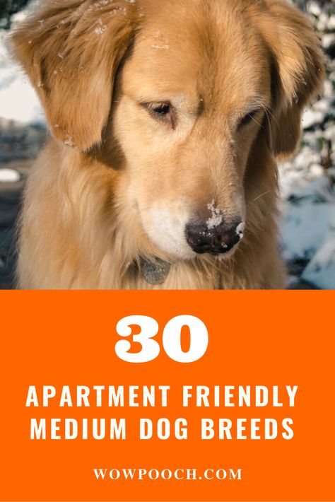 Best Dogs For Apartments, Medium Size Dog Breeds, Apartment Dogs Breeds, Non Shedding Dog Breeds, Medium Dog Breeds, Medium Sized Dogs Breeds, Best Apartment Dogs, Dog Breeds That Dont Shed, Medium Size Dogs