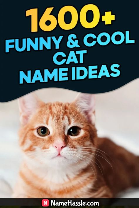 Funny & Catchy Cat Names Ideas (Generator) Badass Cat Names, Cat Names Ideas, Halloween Names For Cats, Ginger Cat Names, Funny Name Generator, Girl Cat Names, Names Generator, Unique Cat Names, Warrior Cat Names