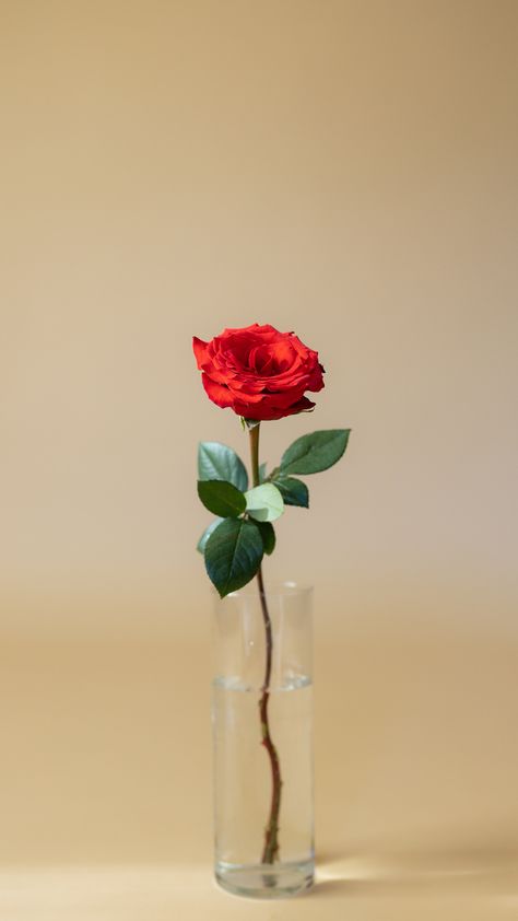 Iphone Wallpaper Rose In Vase, Cigratte Wallpaper, Rose Image, Rose In A Glass, Single Red Rose, Certificate Background, Wallpaper Iphone Love, Flower Vase Arrangements, Rose Images