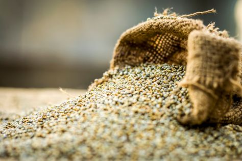 ICYMI: Brazil’s next big grain? Researchers propose pearl millet as an alternative grain to rice and maize Millet Plant, Alternative To Rice, Pearl Millet, Indian Diet, Product Portfolio, Join Hands, Grain Foods, Protein Drinks, Maize