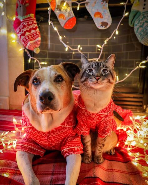 Holiday Pet Photography, Christmas Pet Photos, Dog Christmas Pictures, Unusual Animal Friendships, Dogs Walking, Cat Christmas Cards, Christmas Dog Treats, Bon Mardi, Animals Friendship