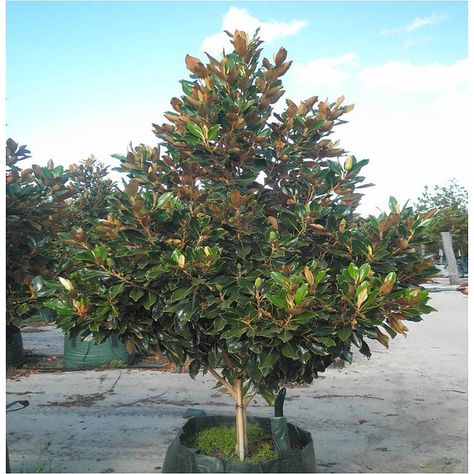 Magnolia Tree Landscaping, Little Gem Magnolia Tree, Teddy Bear Magnolia, Magnolia Little Gem, Nursery Western, Evergreen Magnolia, Gem Tree, Magnolia Grandiflora, Magnolia Tree