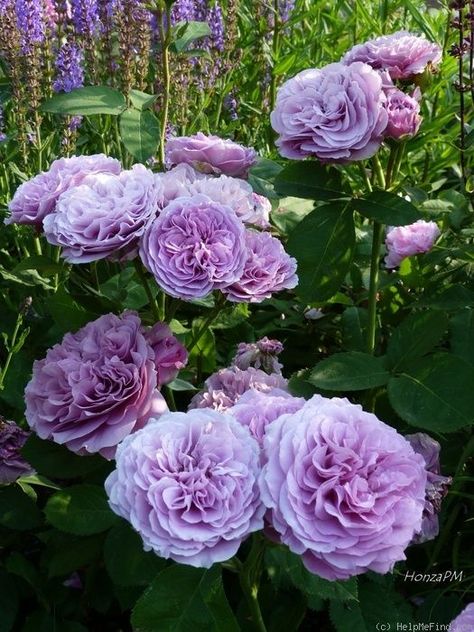 'Lavender Ice ' Rose Photo  great first bloom, than very slow repeating, very low and compact variety Ice Rose, Rose Garden Landscape, Rose Photo, Have Inspiration, Rose Photos, Beautiful Rose Flowers, English Roses, Flower Farm, Purple Roses