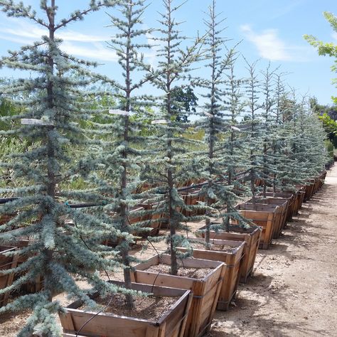 Cape Cod Landscaping, Blue Atlas Cedar, Cedrus Atlantica, Atlas Cedar, Trees For Front Yard, Conifers Garden, Northwest Landscaping, Zen Garden Design, Rock Garden Plants