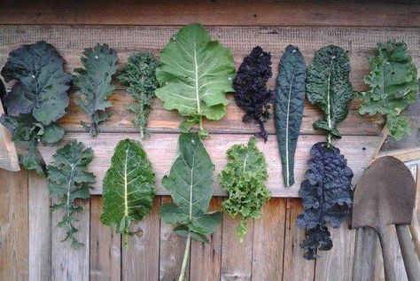 various kinds of kale and recipes for each How To Grow Kale, Grow Kale, Types Of Kale, Raw Salad, Growing Kale, Leafy Vegetables, Community Gardening, Veggie Garden, Growing Food