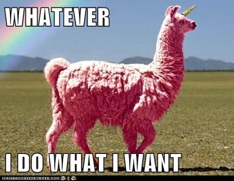 let's just calm down for a second and look at this pink Llamacorn<<<< these are my people. Thats my couzin bobby c: Lama Animal, Unicorn Day, Llama Unicorn, Hate People, What I Want, I Smile, Bones Funny, A Rainbow, Make Me Smile