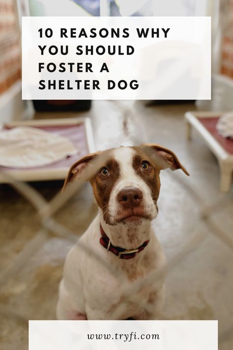 Foster Dog Tips, Fostering Animals, Dog Fostering, Shelter Dog Quotes, Fostering Dogs, Dog Foster, Adoption Tips, Animal Rescue Ideas, Puppy Yoga