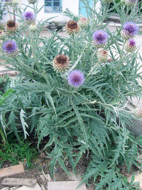 Artichoke Thistle - Cynara cardunculus Cynara Cardunculus, Garden 2023, Silver Plant, Edible Wild Plants, California Native Plants, Wild Plants, Natural Garden, Outdoor Rooms, Native Plants