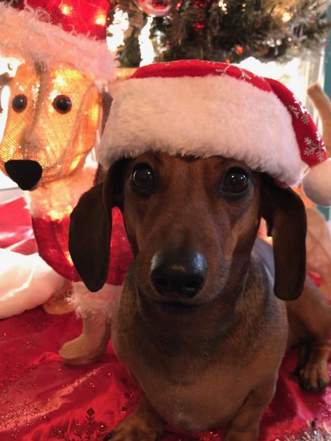 Remy looks so cute in his Santa hat.❤️ Christmas Dashound, Teach Dog Tricks, Christmas Dachshund, Dachshund Dogs, Dachshund Christmas, Weenie Dogs, Dachshund Puppies, Dachshund Love, Tiny Dogs