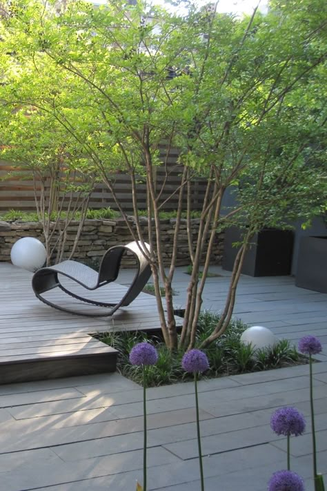 Trees for a Contemporary Garden | Olander Garden Design Patio Chico, Contemporary Gardens, Courtyard Gardens Design, Courtyard Gardens, Specimen Trees, Have Inspiration, Contemporary Garden, Garden Trees, Courtyard Garden